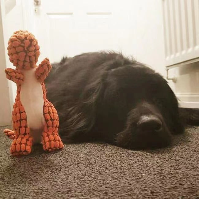 Dinosaur Toy