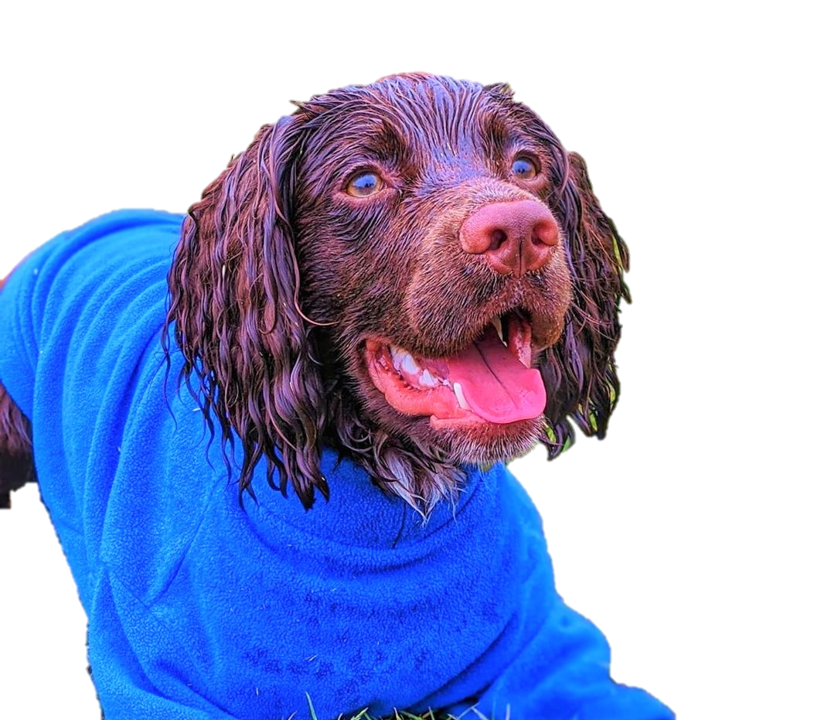 Valiant Dog Jumper Ocean Blue